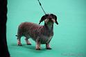 Crufts2011_2 1389